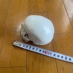 骨模型 頭部模型 頭蓋骨模型 ドクロの画像