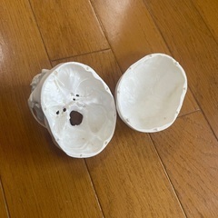 骨模型 頭部模型 頭蓋骨模型 ドクロの画像