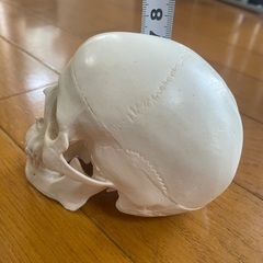 骨模型 頭部模型 頭蓋骨模型 ドクロの画像