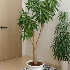 セール中！大型観葉植物の画像