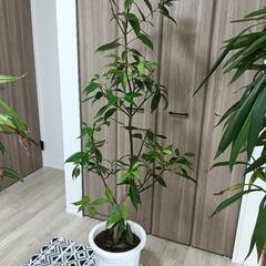 セール中！大型観葉植物の画像