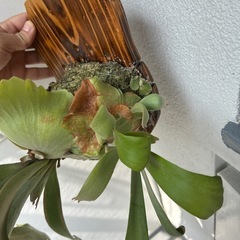 ビカクシダの画像