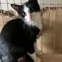 手術済み　黒白ハチワレ男の子　里親募集中！