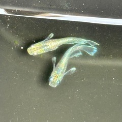 メダカ　1ペア+1の画像