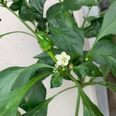 「決まりました」ピーマンの木の画像