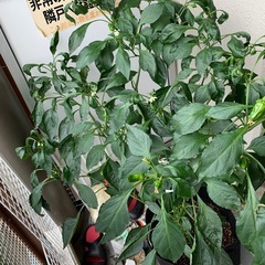 「決まりました」ピーマンの木の画像