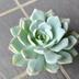 ランキングキーワードに紐づく投稿画像-多肉植物