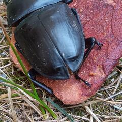 【レア物】奈良県明日香産 レッドアイ·オオクワガタ(新成虫)68.5mm♂♀ペア 累代F4の画像