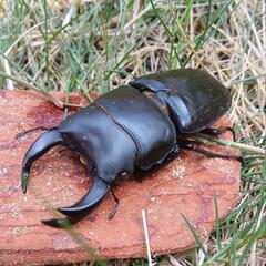 【レア物】奈良県明日香産 レッドアイ·オオクワガタ(新成虫)68.5mm♂♀ペア 累代F4の画像