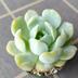 ランキングキーワードに紐づく投稿画像-多肉植物