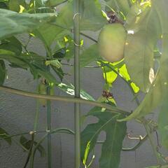 パッションフルーツ　赤玉　苗　鉢植えの画像