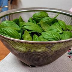 スイートバジル⑨の画像