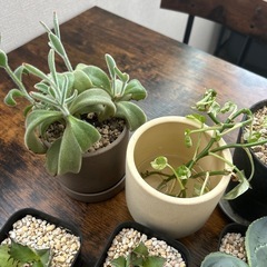 観葉植物セット(鉢付)の画像