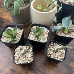 観葉植物セット(鉢付)の画像