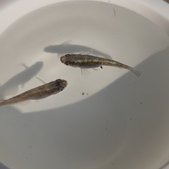 メダカ【朱光菊】稚魚(針子)の画像