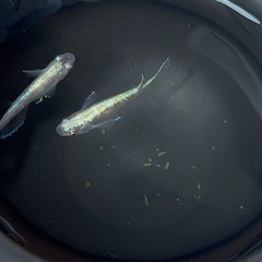 メダカ【朱光菊】稚魚(針子)の画像