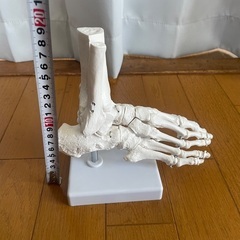 足関節 足根骨 足骨格モデル 骨標本 模型 医療学習用 教材 インテリアの画像