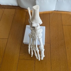 足関節 足根骨 足骨格モデル 骨標本 模型 医療学習用 教材 インテリアの画像