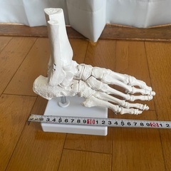 足関節 足根骨 足骨格モデル 骨標本 模型 医療学習用 教材 インテリアの画像