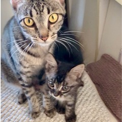 キジトラ親子　1才のママと1ヶ月の仔猫