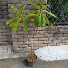 プルメリア　アフリークの画像