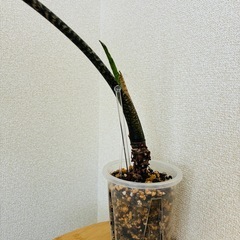 アロカシア ジャックリン 観葉植物の画像