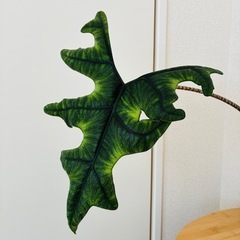 アロカシア ジャックリン 観葉植物の画像