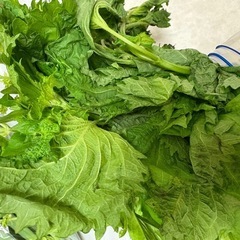 モロヘイヤ4束、バジル、大葉の画像