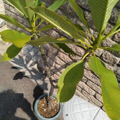 プルメリア　品種不明の画像