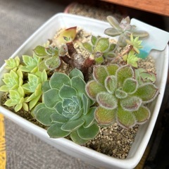 寄せ植えみたいな多肉植物の画像