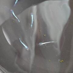 カブキブルーメダカ若魚15匹選外の画像