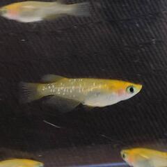 来光系カガミ鱗メダカ5匹！の画像