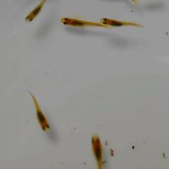 来光系カガミ鱗メダカ5匹！の画像