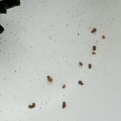 第7弾　チョコレートラムズホーン(メダカと相性良し）の画像