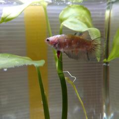 ②自家繁殖ベタ♀ 9ヶ月　ハーフムーン熱帯魚の画像