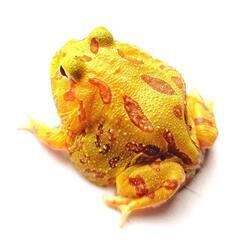 クランウェルツノガエル(イエロー)4cm※説明欄必読の画像