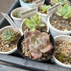 多肉植物　の画像