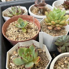 多肉植物　の画像
