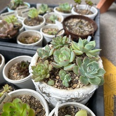 多肉植物　の画像