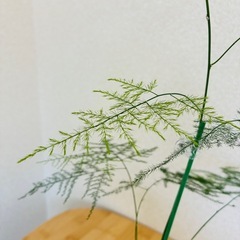 アスパラガス 観葉植物の画像