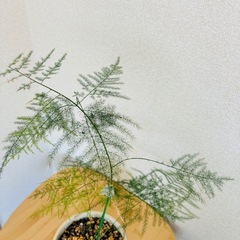 アスパラガス 観葉植物の画像