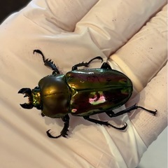 ニジイロクワガタ　むし社累代個体　ペアの画像