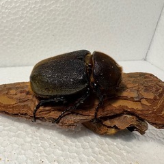 ヘラクレスオオカブト ペア④の画像