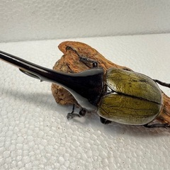 ヘラクレスオオカブト ペア④の画像