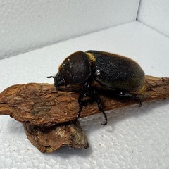 ヘラクレスオオカブト ペア④の画像