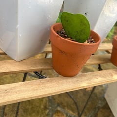 観葉植物　ホヤ・カーリーの画像