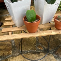 観葉植物　ホヤ・カーリーの画像