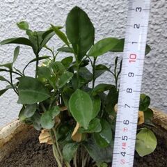摘果りんご 1kgの画像