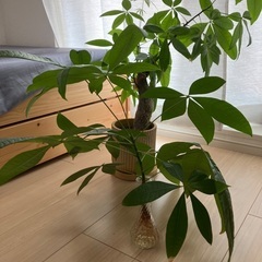 パキラのカット苗の画像