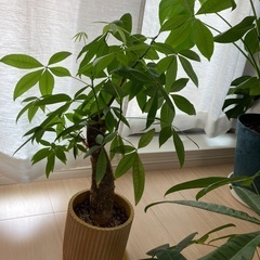 パキラのカット苗の画像